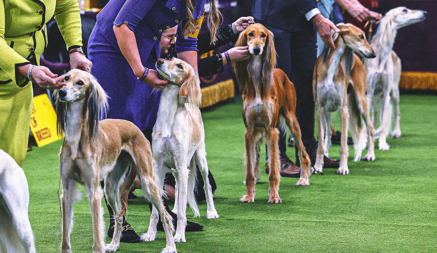 东升国际链接入口 - 2026 威斯敏斯特犬展群组冠军出炉：第二日赛况全解析